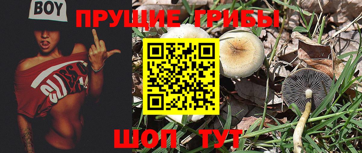 Псилоцибиновые грибы прущие грибы Светлоград